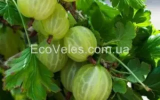 Донецкий крупноплодный / Донецький крупноплідний