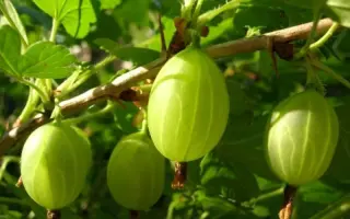 Донецкий первенец / Донецький первенець