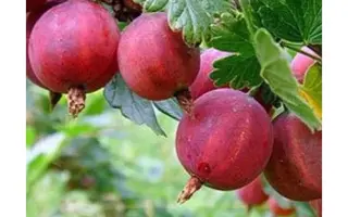 Каменяр (Свитязь) / Каменяр