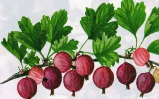 Консервный / Консервний