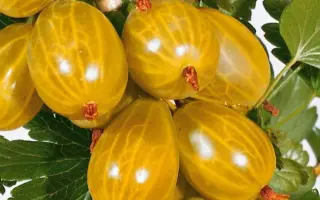 Млеевский желтый / Мліївський жовтий