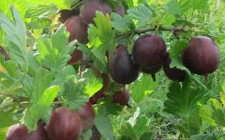 Неслуховский / Неслухівський