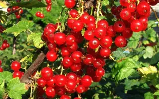 Поляна Голосіївська