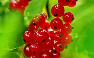 Самбурская / Самбурська