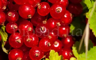 Голландская красная / Голландська червона