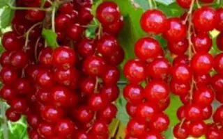 Львівська солодка