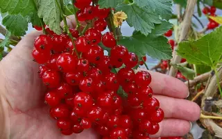 Рондом
