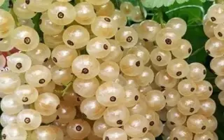 Сніжанка