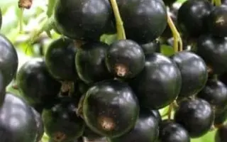 Память Правика / Пам'ять Правику