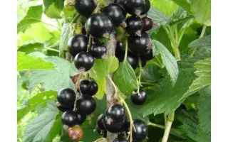 Сюита киевская / Сюїта київська