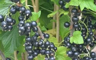 Чорний десерт