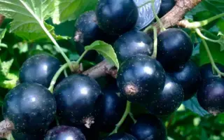 Ювілейна Копаня