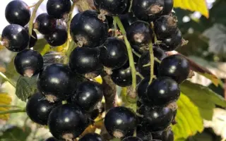 Ювілейна Шеренгового