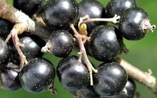 Зоря Галицька