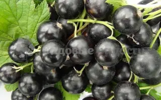 Дочка Ворскли