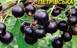 Петрівська