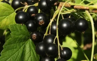 Титания / Тітанія