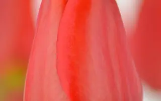 Апельдорн / Апельдоорн