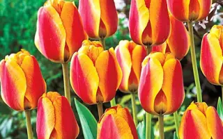 Апельдоорнс Элитэ / Апельдоорн Еліте