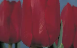 Бастогне