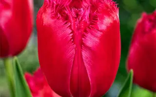 Бургунди лейс / Бургунді лейс