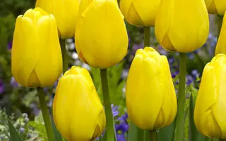 Голден Оксфорд