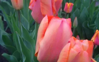 Голллэндз Глори / Голландс Глорі