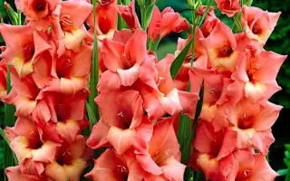 Джессика / Джесіка