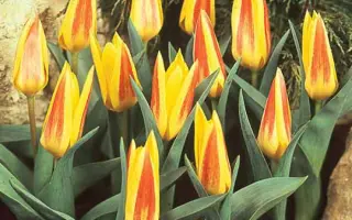 Джузеппе Верди / Джузеппе Верді