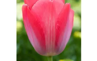 Элизабет Арден / Елізабет Арден