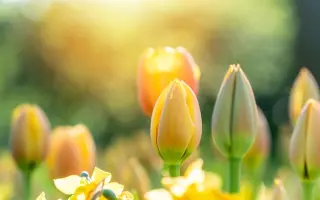 Эффект / Ефект