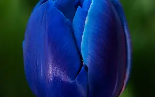 Кассини / Кассіні