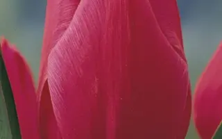 Кристмас Марвел