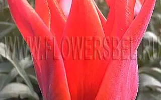 Ловели Сепрайз / Лавлі Сепрайз