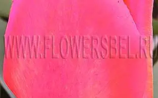 Ленинс Мемориал / Ленінс Меморіал