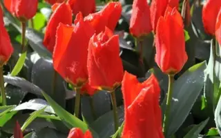 Лефебрс Фаворит / Лефебрс Фаворіт