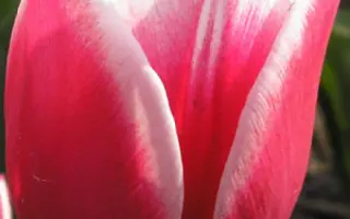 Люстиге Витве / Люстиге Вітве