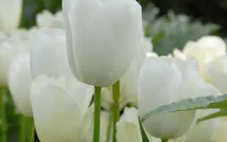 Маурин / Маурін