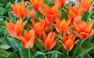 Ориндж Апельдатон / Оранж Апельдорн