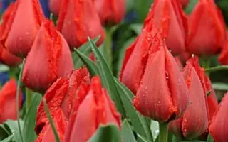 Принцесса Шарман / Принцеса Шарман