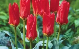 Ред Эмперер / Ред Емперор