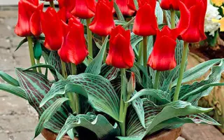 Ред Райдин Худ / Ред Рійдінд Худ