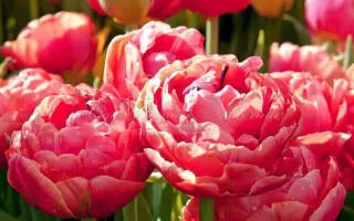 Ренаун / Ринаун