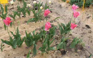 Роузи уингс / Роузі Уінгс