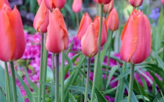 Темпл оф Бьюти / Темпл оф Б'юті