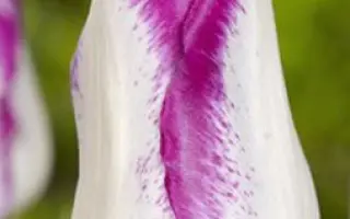 Топ Эфейр / Топ Ефейр