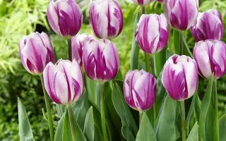 Флаинг Дачмен / Флаїнг Дачмен