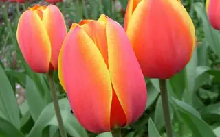 Форготтен Дримс / Форготтен Дрімс