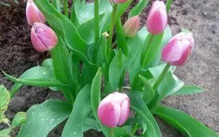 Халкро / Халькро