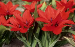 Цваненбург